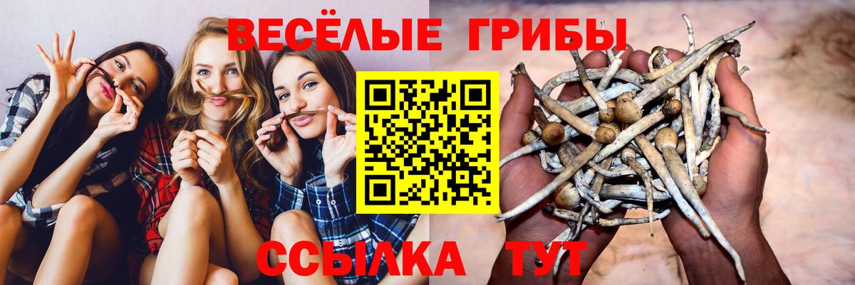 Кисловодск  Псилоцибиновые грибы Psilocybe  Вход с VPN 
